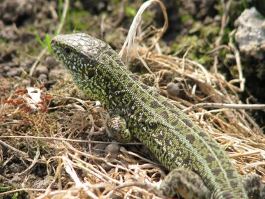 güneşin yeşil kertenkele