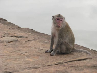 Hindistan, suya yakın bir maymun