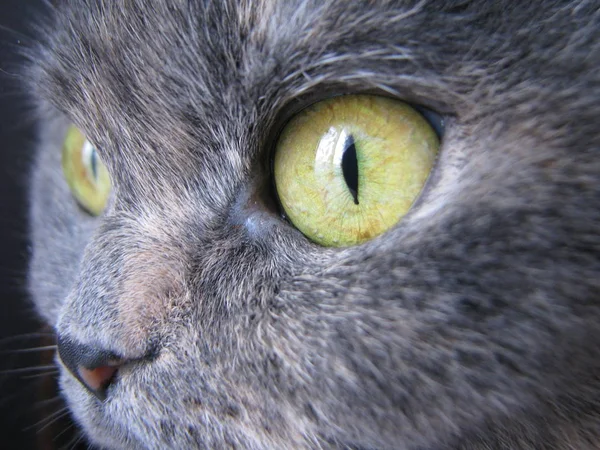 Cat Eye Close — Zdjęcie stockowe