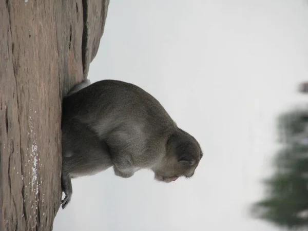 Ινδία Ένας Πίθηκος Κοντά Στο Νερό — Φωτογραφία Αρχείου