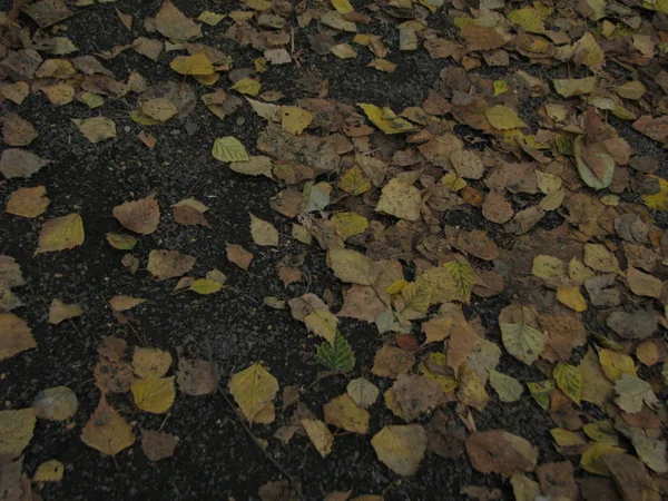 Hojas Otoño Tierra Abstracto — Foto de Stock