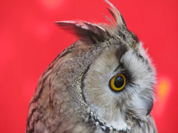 owl night bird on red background