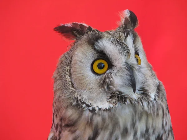 owl night bird on red background