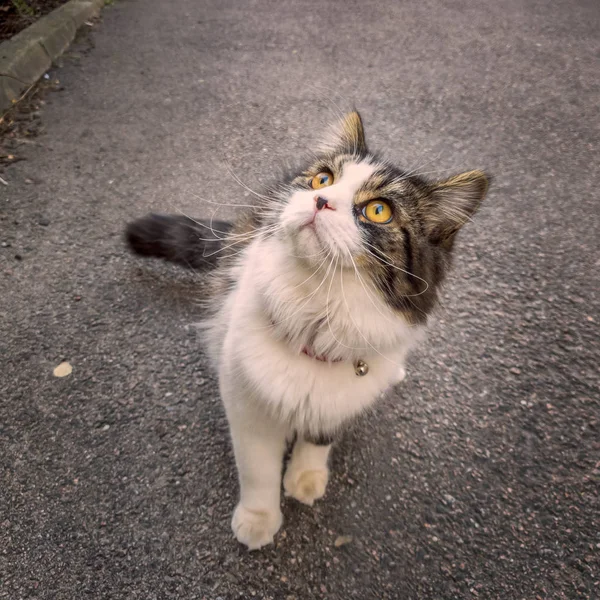 Gato Noruego Mirando Tumbado Suelo Con Los Ojos Abiertos —  Fotos de Stock