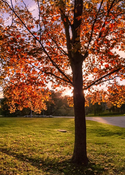 Tree full of fall colors in a public park at gothenburg sweden