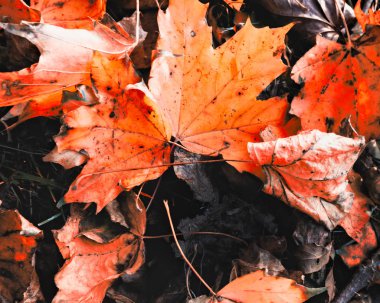 Bir izole kırmızı bırakın orman katta, Göteborg, İsveç