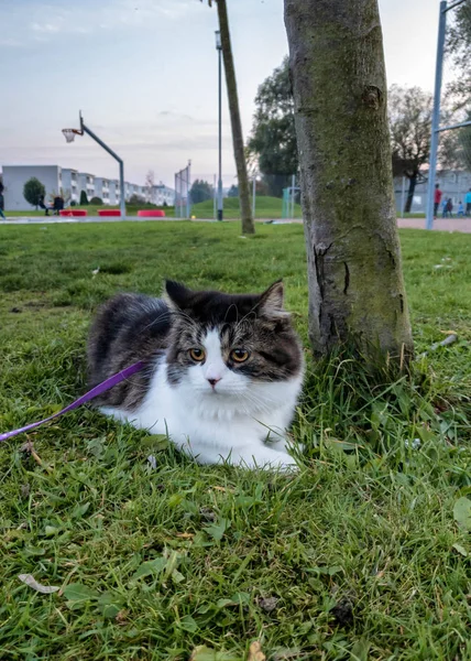 Gato Del Bosque Noruego Descansando Sobre Hierba Verde Gotemburgo Suecia —  Fotos de Stock