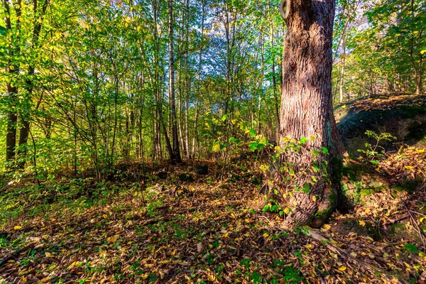 Autumn Woodland Isolated Tree Seen Gothenburg Sweden — Stock Photo, Image