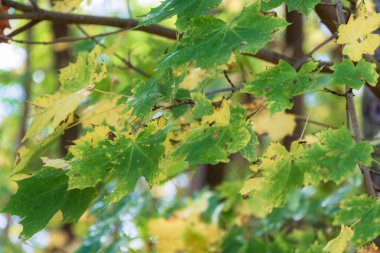 İsveç Göteborg adlı bir ağaçta sonbahar yaprakları