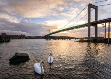 İki beautuful kuğular west coast İsveç'in Hisingen sanayi bölgesi için ana arazi Gothenburg bağlanma, asma köprü tarafından yüzme. Mavi saat sırasında köprünün yapay ışıklar ile eklenen bir makeover alır