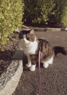 Norveçli orman kedi lloking meraklı