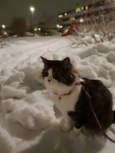 Noruego gato bosque disfrutando en blanco fresco nieve —  Fotos de Stock