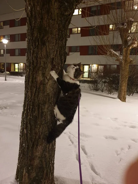 Floresta norueguesa árvore de escalada de gato — Fotografia de Stock