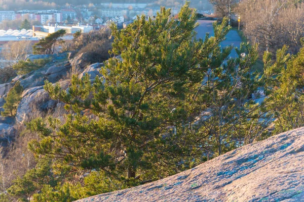 Tree on the edge of ramberget hill glowing in golden light from — Stock Photo, Image