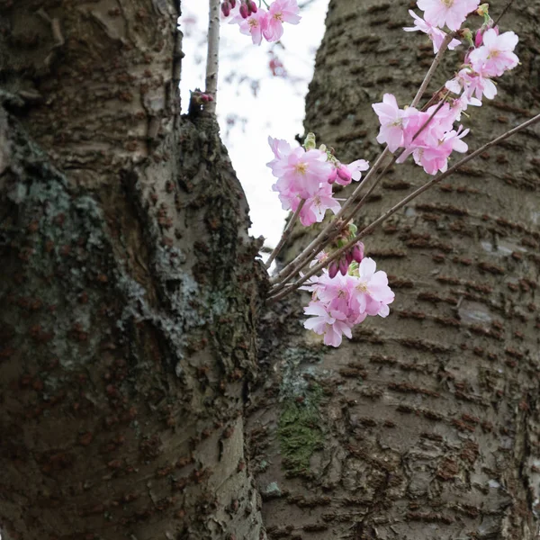 Cherry blossom coming out a small branch gothenburg sweden — Stock Photo, Image