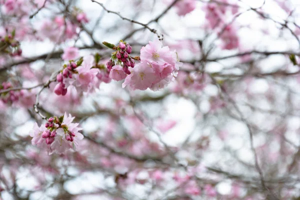 Cherry blossom  in a park gothenburg sweden — Stock Photo, Image