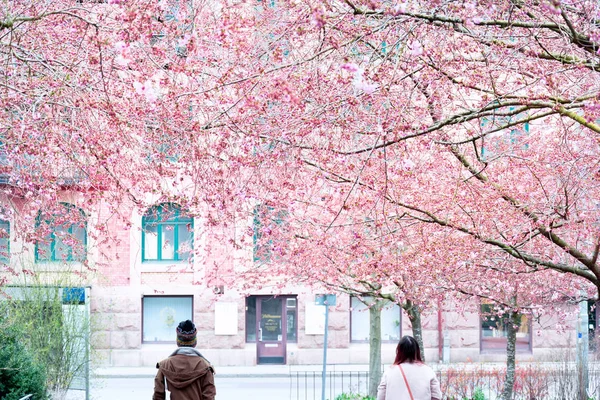 Beautiful pink cherry blossom gothenburg sweden — Stock Photo, Image