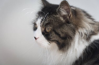 Norveçli orman kedi merak seyir