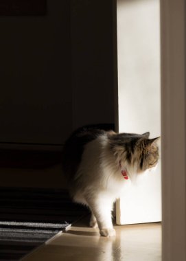 Norveçli orman kedi merak seyir