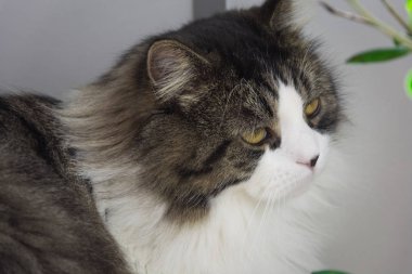 Norveçli orman kedi merak seyir