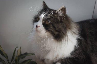 Norveçli orman kedi merak seyir