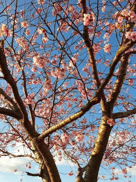 Cherry blossom  in a park — Stock Photo, Image