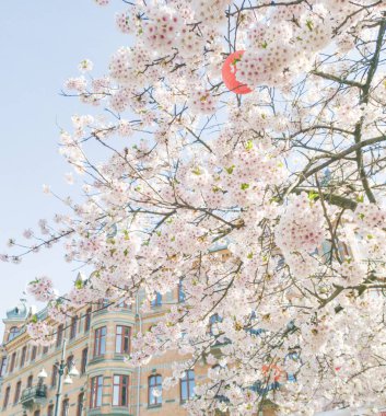 Arka zeminde bir bina ile güzel kiraz çiçeği çiçekleri