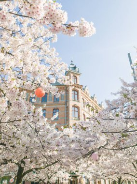 Arka zeminde bir bina ile güzel kiraz çiçeği çiçekleri
