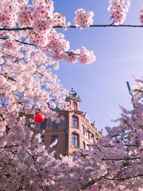 Arka zeminde bir bina ile güzel kiraz çiçeği çiçekleri