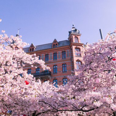 Arka zeminde bir bina ile güzel kiraz çiçeği çiçekleri