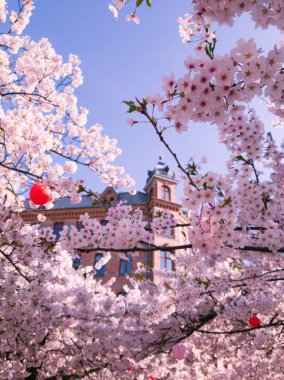 Arka zeminde bir bina ile güzel kiraz çiçeği çiçekleri