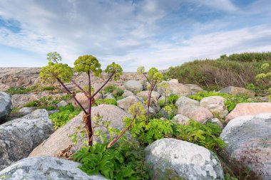 Akdeniz bitki Rock Samphire veya Crithmum maritimum içinde r