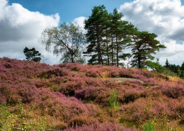 Backgound ve pembe kırmızı mor h mavi gökyüzü ile yeşil ağaçlar