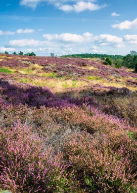 Heather büyüme eşleşen Lavanta fileds 