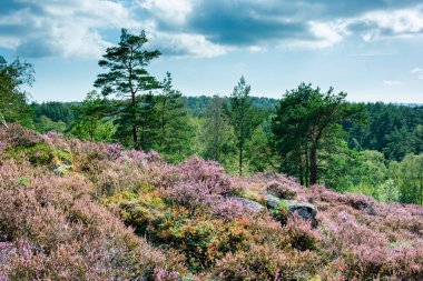 Backgound ve pembe kırmızı mor h mavi gökyüzü ile yeşil ağaçlar
