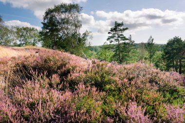Backgound ve pembe kırmızı mor h mavi gökyüzü ile yeşil ağaçlar
