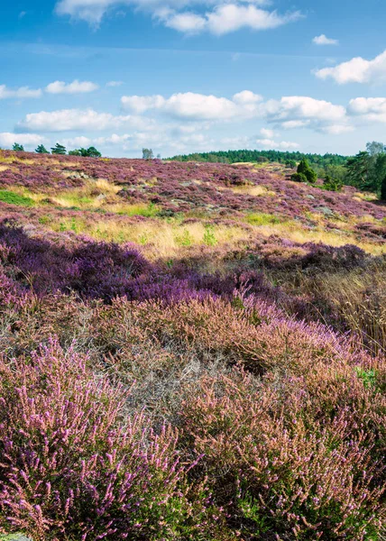 Heather büyüme eşleşen Lavanta fileds 