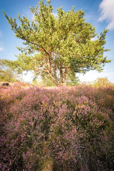 Heather büyüme altın li parlayan ağaç pembe bir yol oluşturma