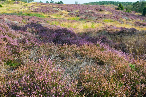 Heather büyüme eşleşen Lavanta fileds 