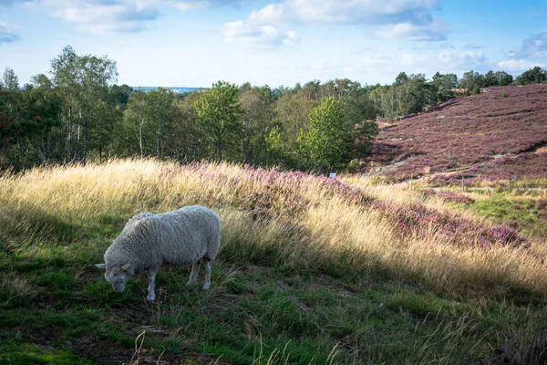 Witte geit bezet grazen in gearchiveerd vol met roze Heide — Stockfoto