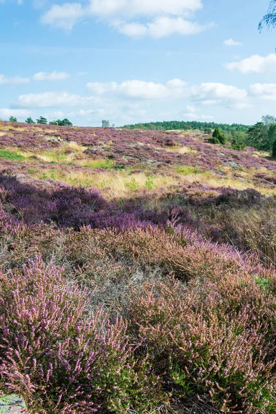 Heather büyüme eşleşen Lavanta fileds 