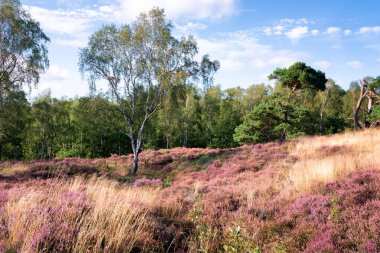 Backgound ve pembe kırmızı mor h mavi gökyüzü ile yeşil ağaçlar