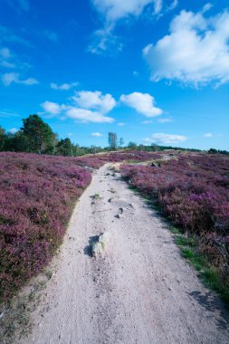 Backgound ve pembe kırmızı mor h mavi gökyüzü ile yeşil ağaçlar