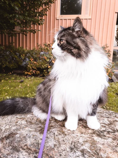 ノルウェーの森の猫を見る好奇心 — ストック写真