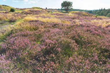 Backgound ve pembe kırmızı mor h mavi gökyüzü ile yeşil ağaçlar