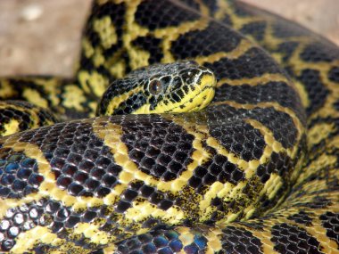 Boa kıvrıldı ve bunu düşündü. 