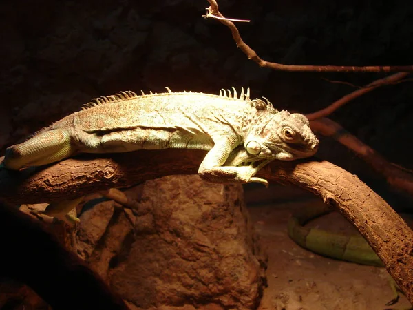 Iguana Encontra Ramo Descansa — Fotografia de Stock