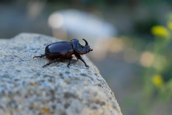 Perfect, sure beetle rhinoceros on a stone surface.Close-up.