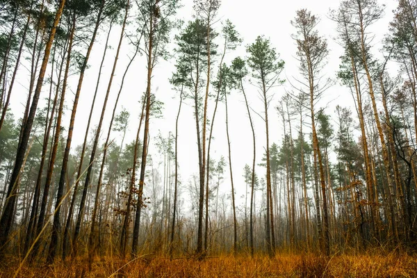 松林に背の高い木 — ストック写真