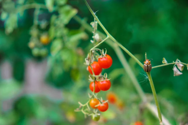 Besouro Colorado Ramo Cereja Tomate Produtos Hortícolas Biológicos — Fotografia de Stock